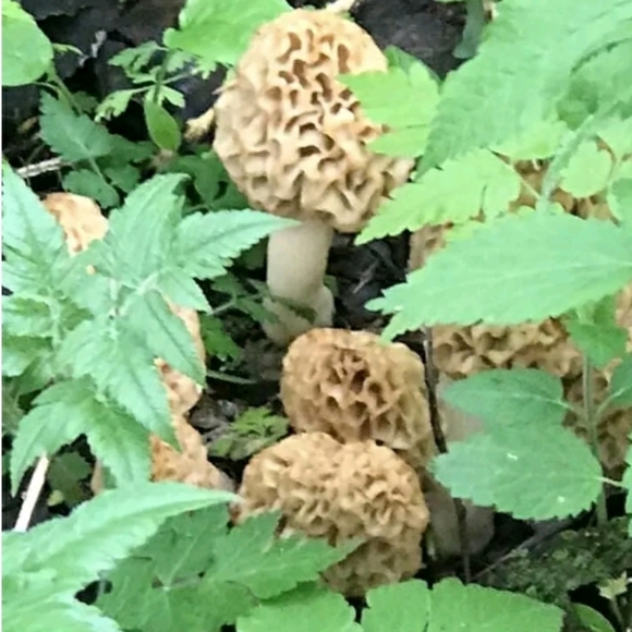 🍄 Grow Kit- MOREL Mushroom- Guaranteed! - Picture 6 of 10